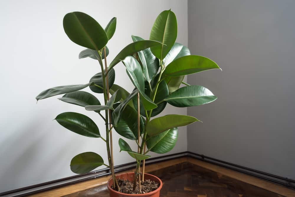 rubber tree