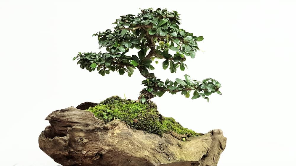 best indoor bonsai trees