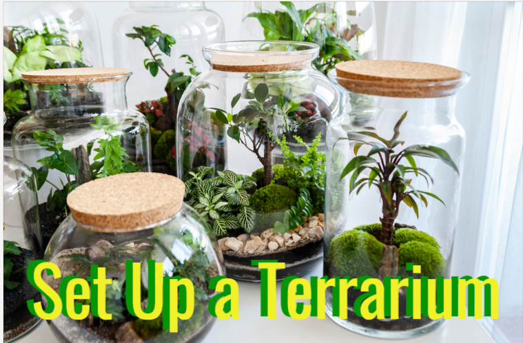 set up a terrarium