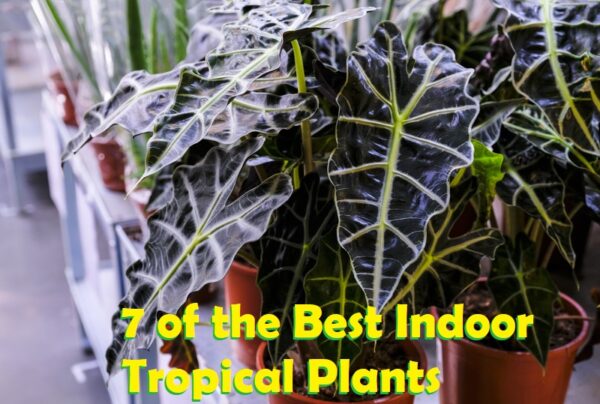 best indoor tropical plants