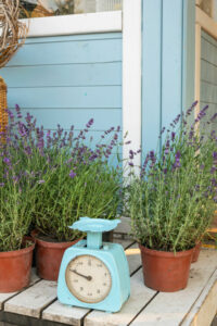 weight of indoor house plant pots