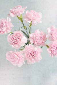 January birth month flowers | carnation