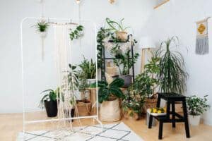 decorate with houseplants