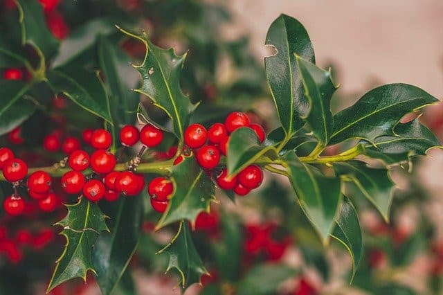 grow holly indoors