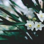 grow paperwhites indoors