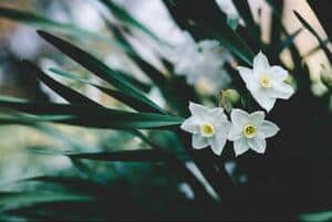 grow paperwhites indoors