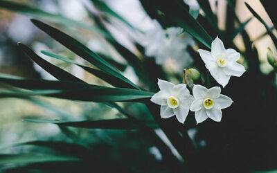 grow paperwhites indoors