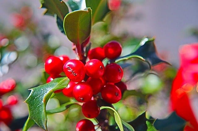 grow holly indoors