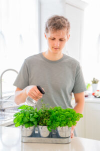 indoor garden herbs