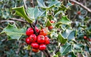 birth month flower for december | holly