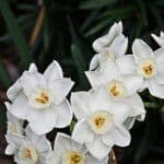 grow paperwhites indoors