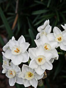 birth month flower for december | paperwhites