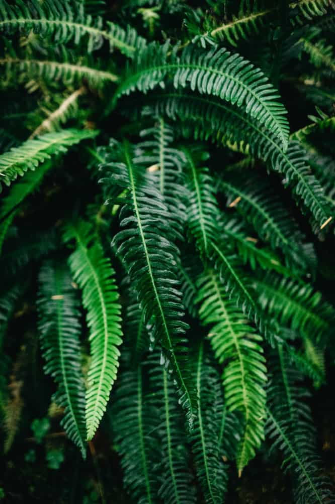 how to re-pot boston fern