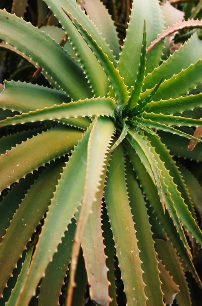 aloe vera plant care