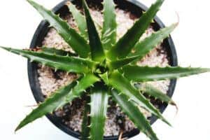 aloe vera plant care