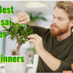 best bonsai trees for beginners