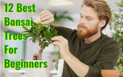 best bonsai trees for beginners