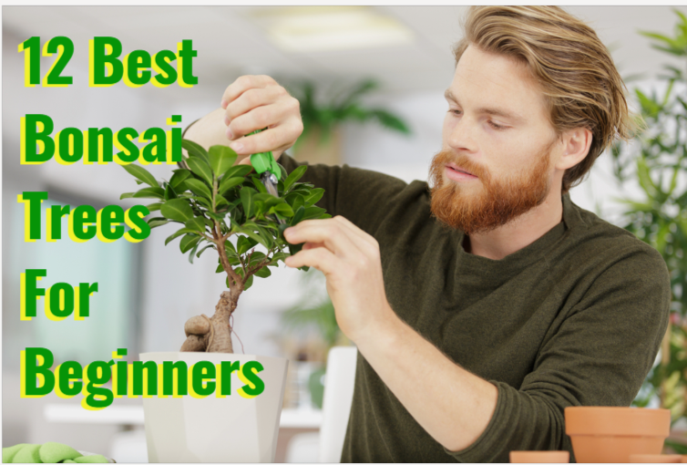 best bonsai trees for beginners