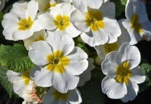 february birth month flowers | primrose