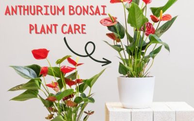 Flowering Red Anthurium Bonsai Plant Care