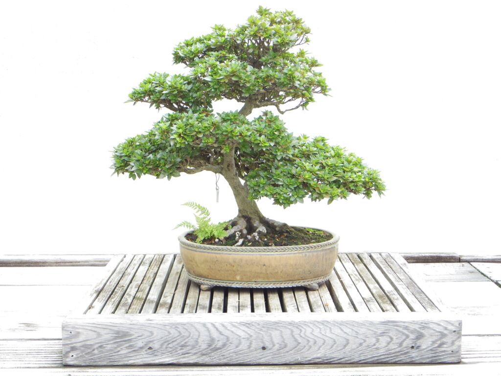 bonsai tree