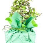 send bonsai tree gift