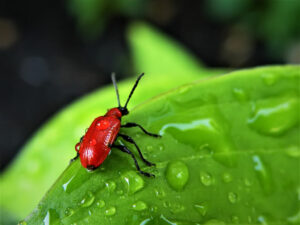 pests on plant