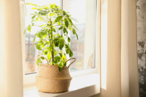 direct sunlight on umbrella plant