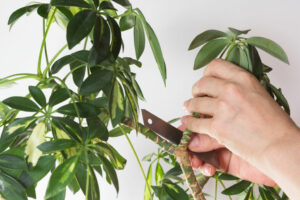 pruning umbrella plant