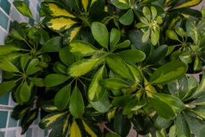 bushy hawaiian umbrella bonsai