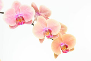 moth orchids