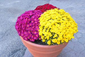 Chrysanthemums