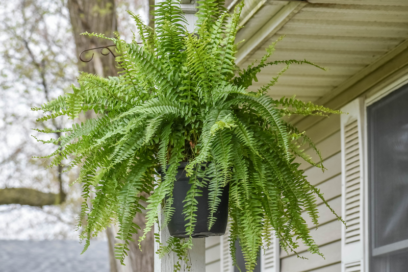 hanging plant