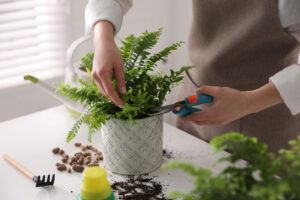 how to prune a boston fern