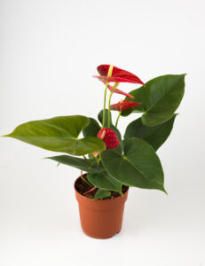 Flowering Red Anthurium Bonsai 