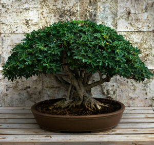 bonsai ficus