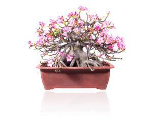 flowering bonsai trees