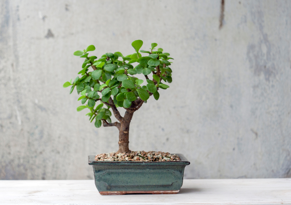 bonsai trees for beginners