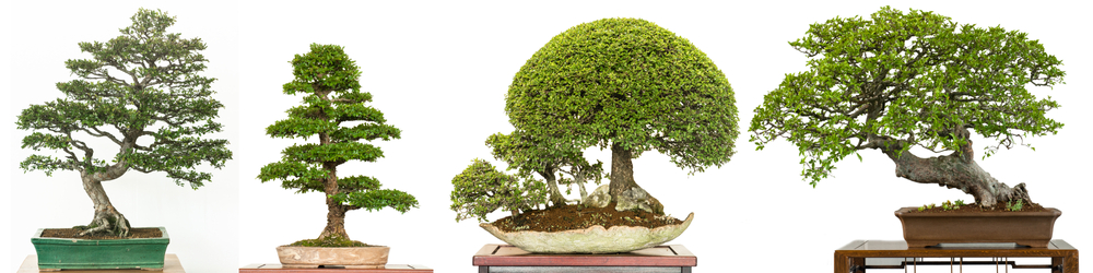 bonsai trees for beginners