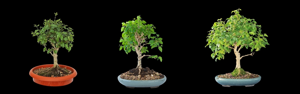 bonsai trees for beginners