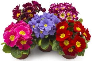 february birth month flowers | primrose