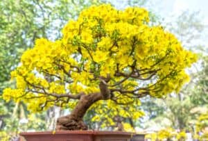 flowering bonsai tree