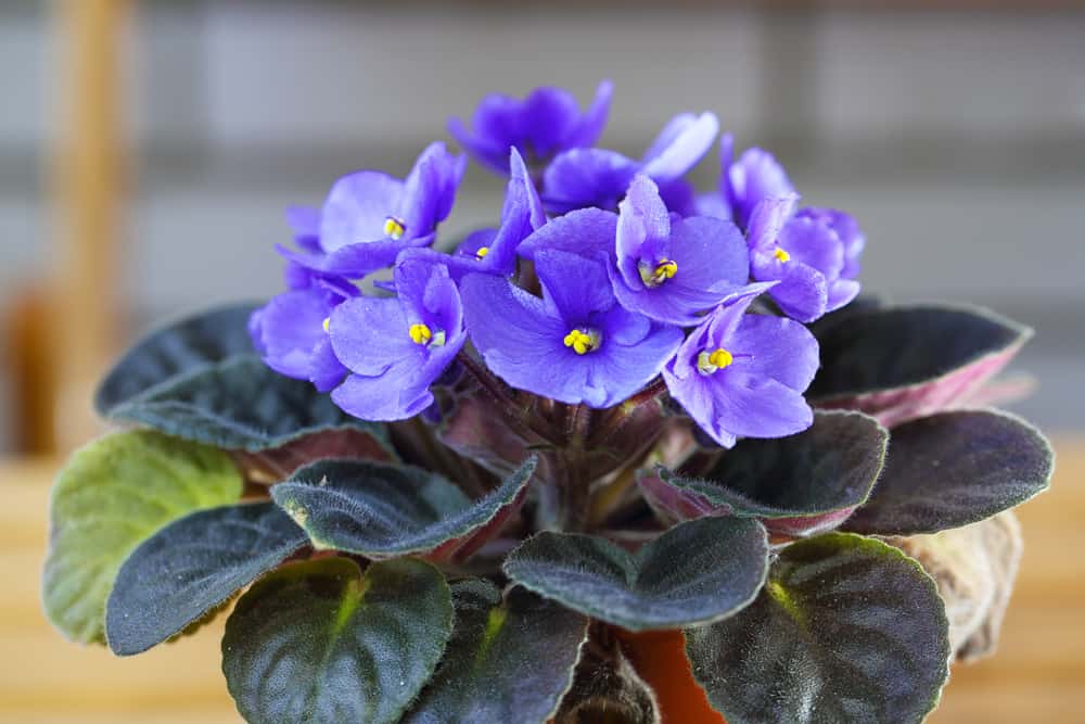 african violets