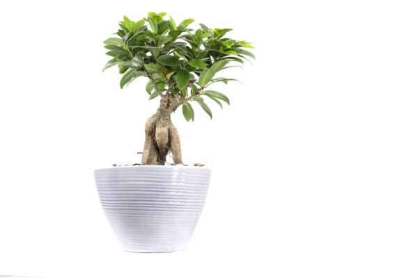 hawaiian umbrella bonsai care