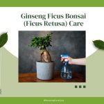 Ginseng Ficus Bonsai (Ficus Retusa) Care