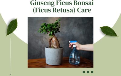 Ginseng Ficus Bonsai (Ficus Retusa) Care