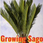 growing sago palm bonsai