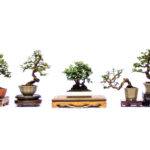 choosing a bonsai pot