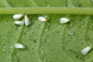 whitefly