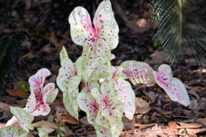 Caladiums 